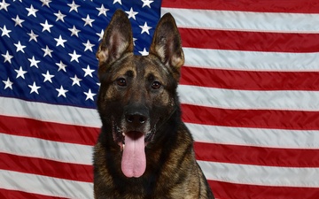 Military Working Dog