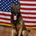 Military Working Dog