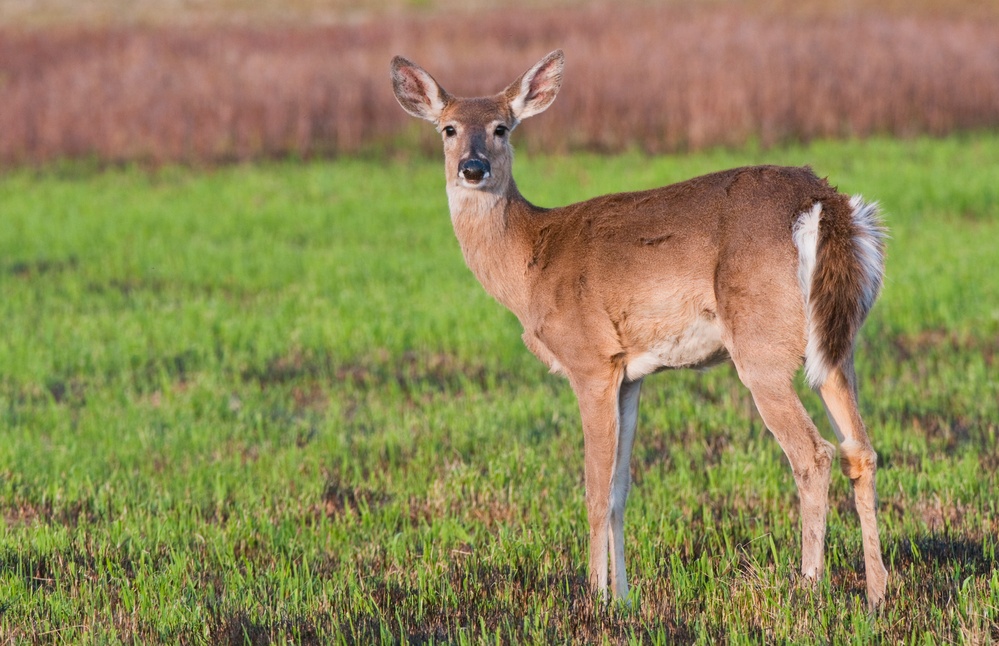 Hunting in the heartland: Harlan County Lake an ‘oasis’ for outdoor enthusiasts