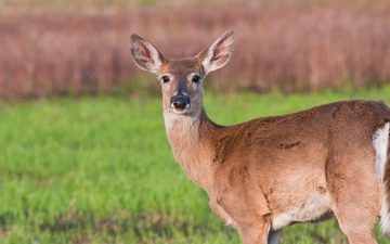 Hunting in the heartland: Harlan County Lake an ‘oasis’ for outdoor enthusiasts