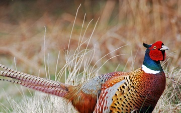 Hunting in the heartland: Harlan County Lake an ‘oasis’ for outdoor enthusiasts