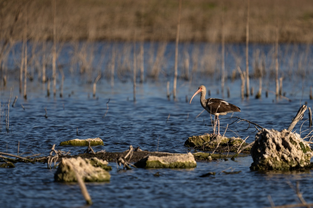 Picayune Strand Restoration Project 2026