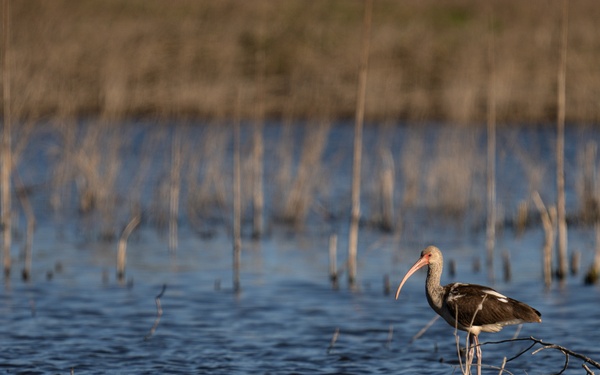Picayune Strand Restoration Project 2026
