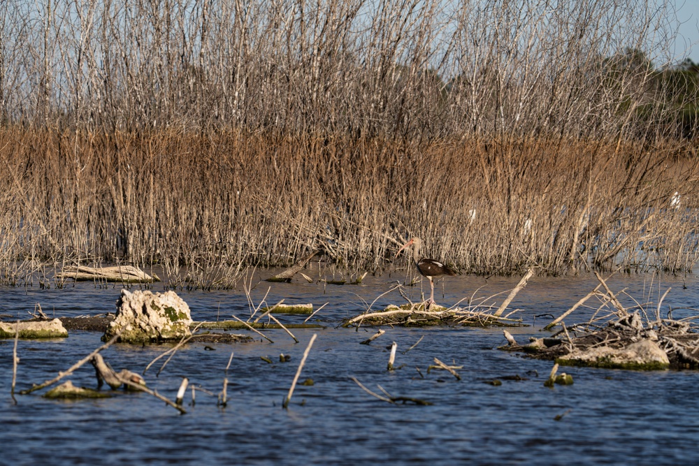 Picayune Strand Restoration Project 2026