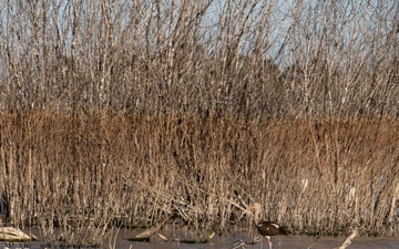 Picayune Strand Restoration Project 2026