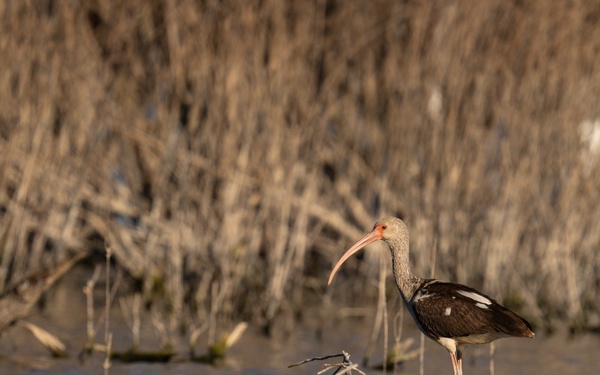 Picayune Strand Restoration Project 2026