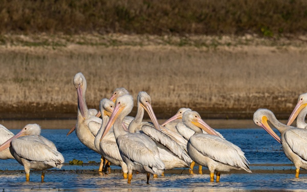 Picayune Strand Restoration Project 2026