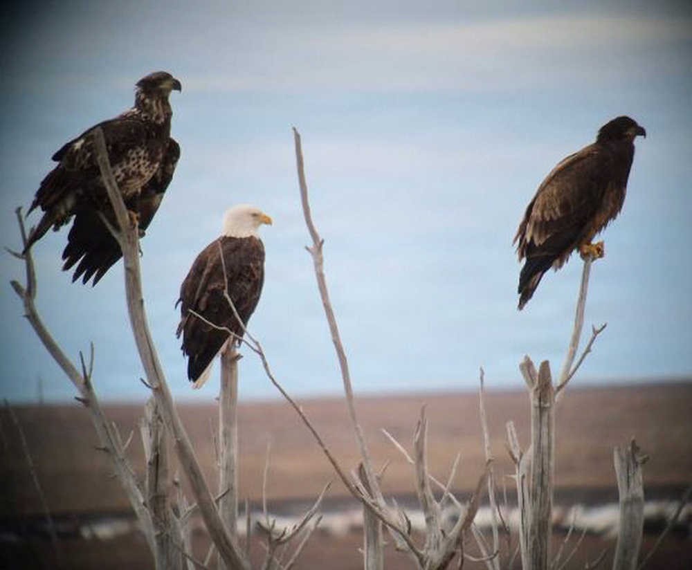 Eagle surveys held at six USACE-Albuquerque District lakes in January
