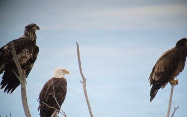 Eagle surveys held at six USACE-Albuquerque District lakes in January