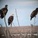 Eagle surveys held at six USACE-Albuquerque District lakes in January