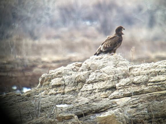 Eagle surveys held at six USACE-Albuquerque District lakes in January