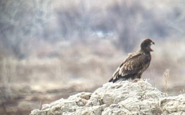 Eagle surveys held at six USACE-Albuquerque District lakes in January