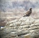 Eagle surveys held at six USACE-Albuquerque District lakes in January