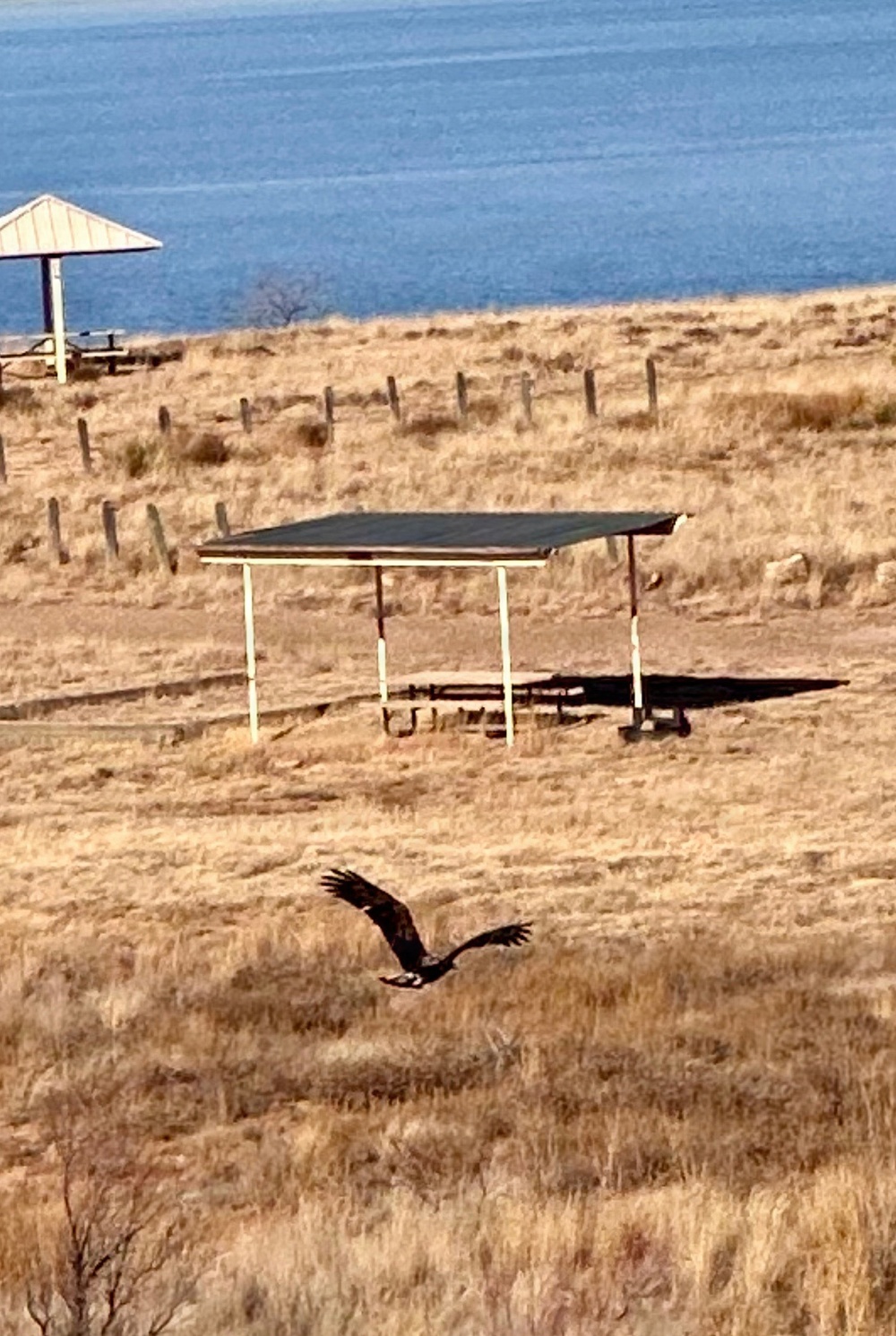 Eagle surveys held at six USACE-Albuquerque District lakes in January