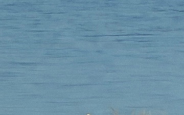 Eagle surveys held at six USACE-Albuquerque District lakes in January