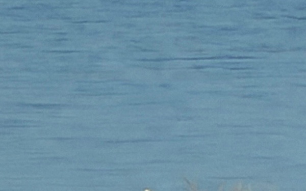 Eagle surveys held at six USACE-Albuquerque District lakes in January