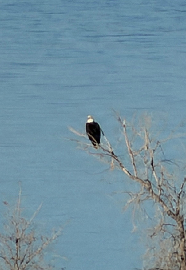 Eagle surveys held at six USACE-Albuquerque District lakes in January