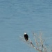 Eagle surveys held at six USACE-Albuquerque District lakes in January
