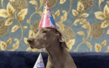 A Champion's Birthday: Meet Debora, the Weimaraner Helping to Combat "Superbugs"