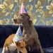 A Champion's Birthday: Meet Debora, the Weimaraner Helping to Combat "Superbugs"
