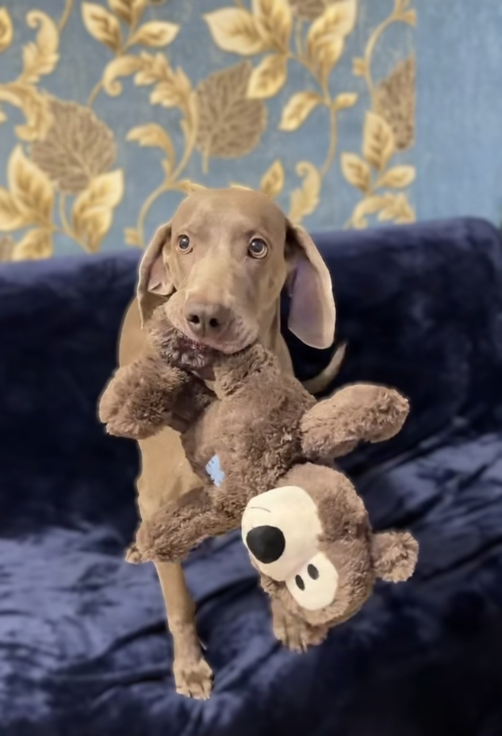 A Champion's Birthday: Meet Debora, the Weimaraner Helping to Combat "Superbugs"