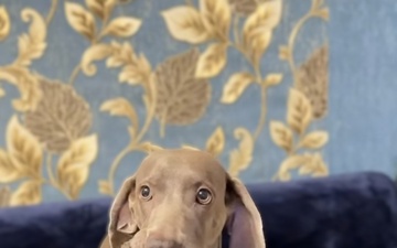 A Champion's Birthday: Meet Debora, the Weimaraner Helping to Combat "Superbugs"