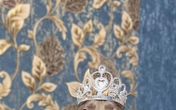 A Champion's Birthday: Meet Debora, the Weimaraner Helping to Combat "Superbugs"