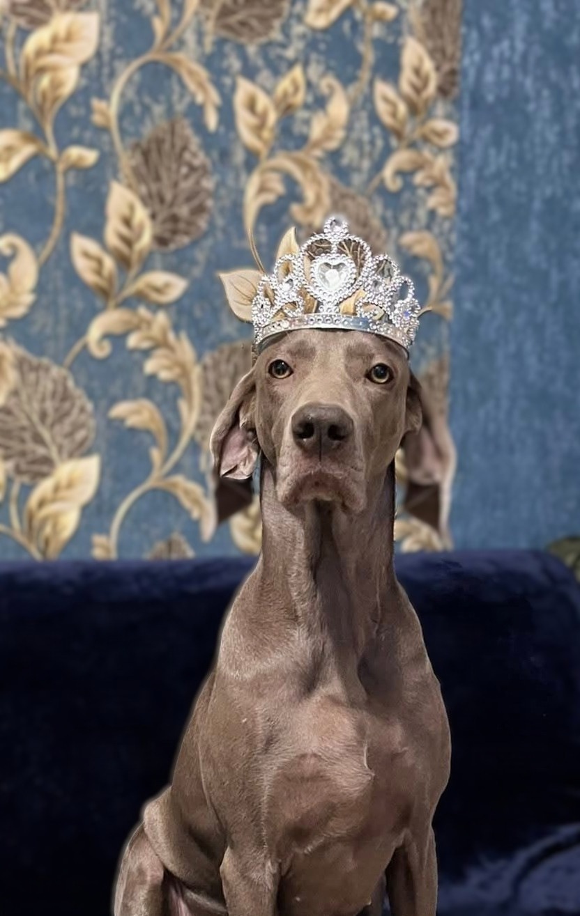 A Champion's Birthday: Meet Debora, the Weimaraner Helping to Combat "Superbugs"