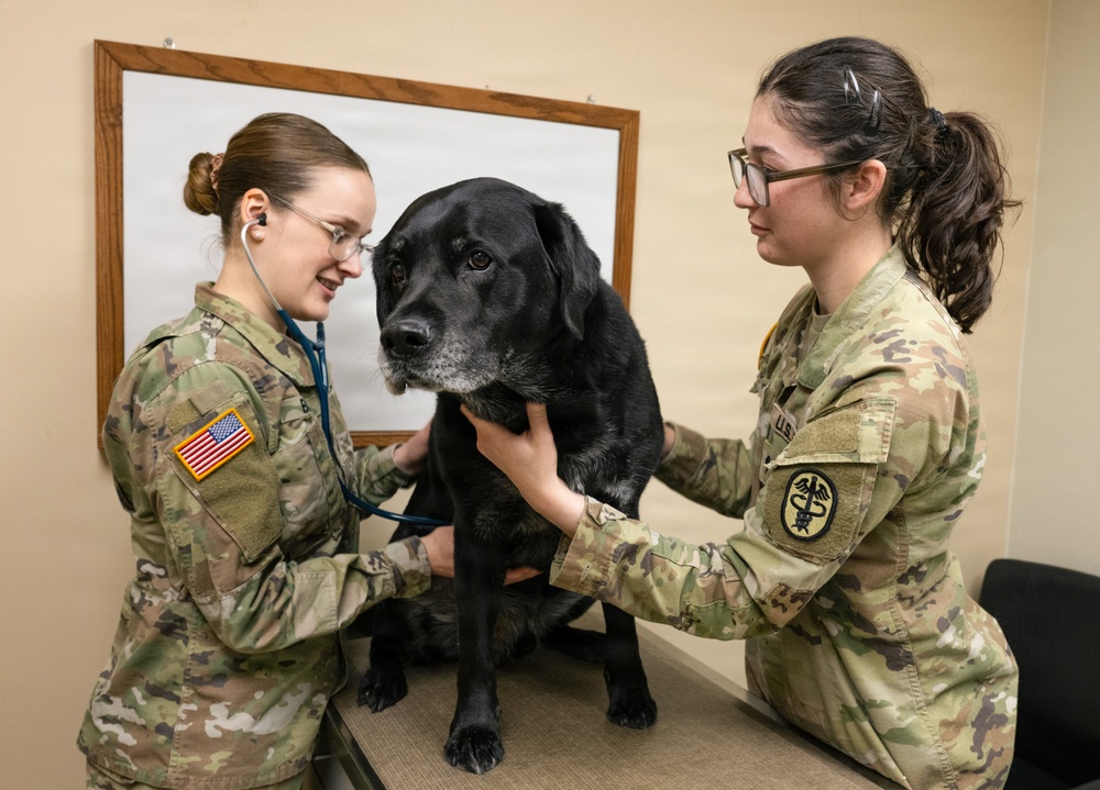 DAFB Veterinary Treatment Facility ensuring mission readiness