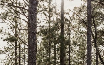 Panther Avalanche (Overland AI)