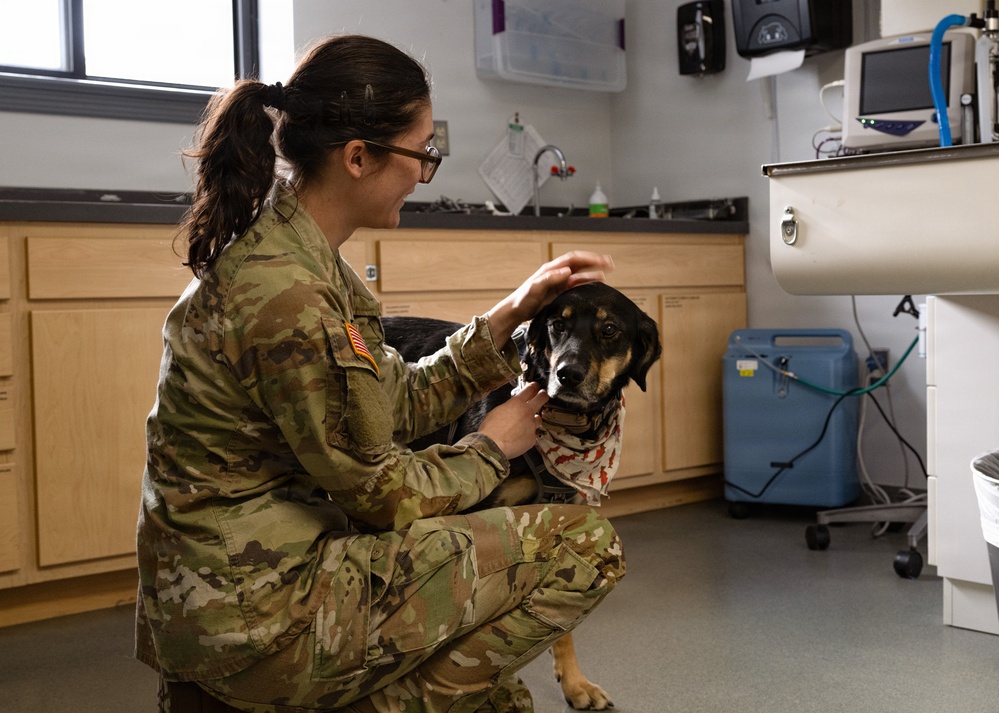 DAFB Veterinary Treatment Facility ensuring mission readiness