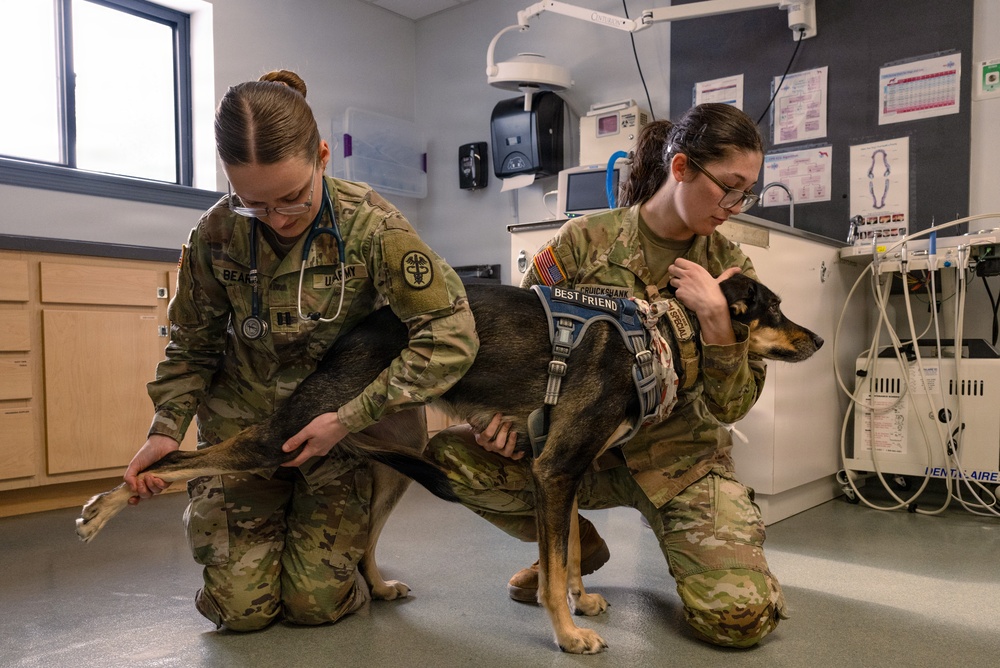 DAFB Veterinary Treatment Facility ensuring mission readiness
