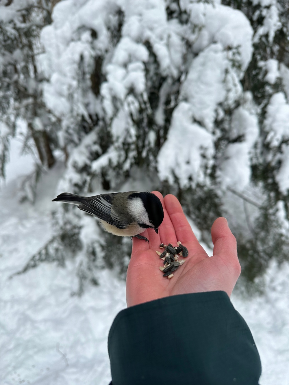 Anvil Trail Chickadee