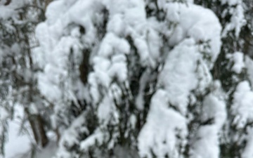 Anvil Trail Chickadee