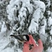Anvil Trail Chickadee