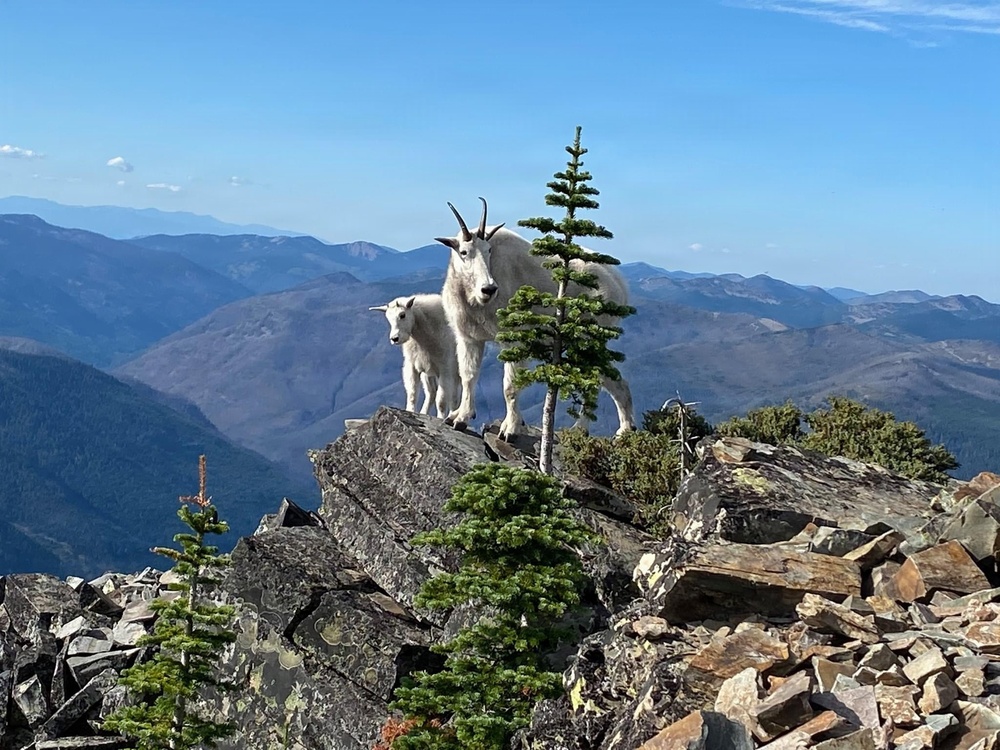 Scotchman Peak Mountain Goats on the Idaho Panhandle National Forests