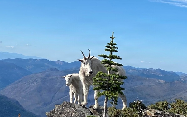 Scotchman Peak Mountain Goats on the Idaho Panhandle National Forests