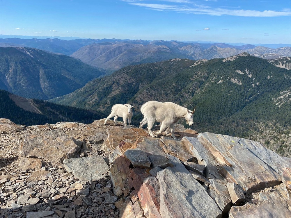 Scotchman Peak Mountain Goats on the Idaho Panhandle National Forests