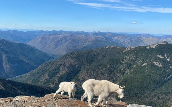 Scotchman Peak Mountain Goats on the Idaho Panhandle National Forests
