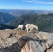 Scotchman Peak Mountain Goats on the Idaho Panhandle National Forests