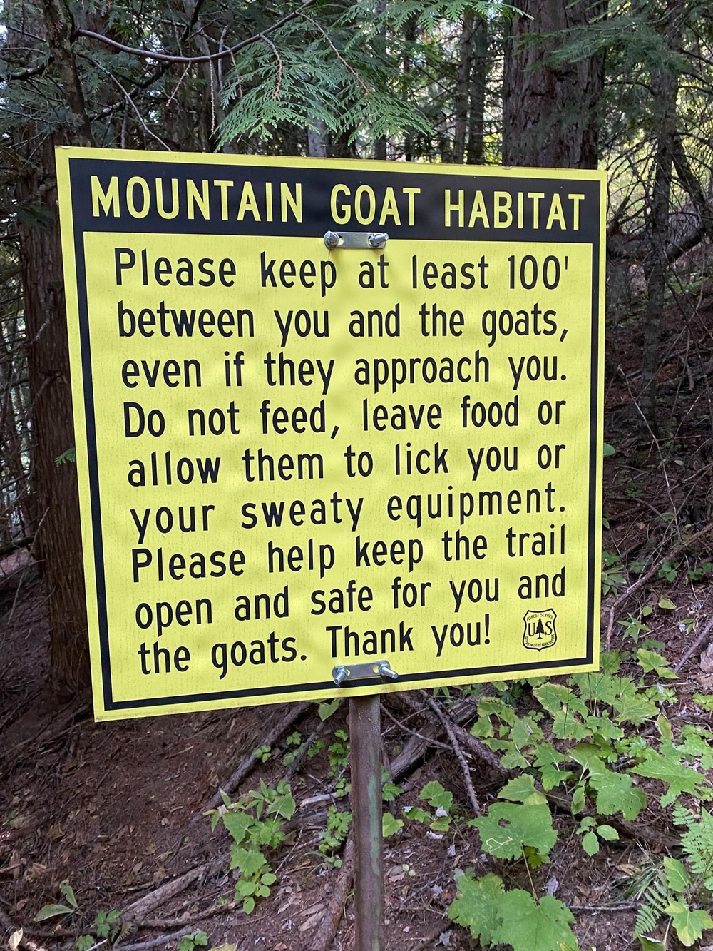 Scotchman Peak Mountain Goats on the Idaho Panhandle National Forests