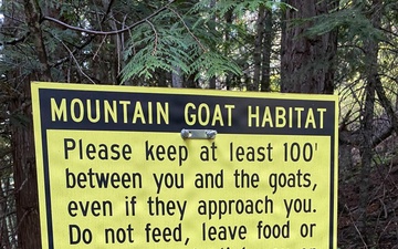 Scotchman Peak Mountain Goats on the Idaho Panhandle National Forests