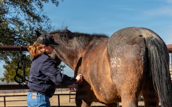Leading the charge: Captain Megan Korpiel’s lifelong bond with horses shapes cavalry command