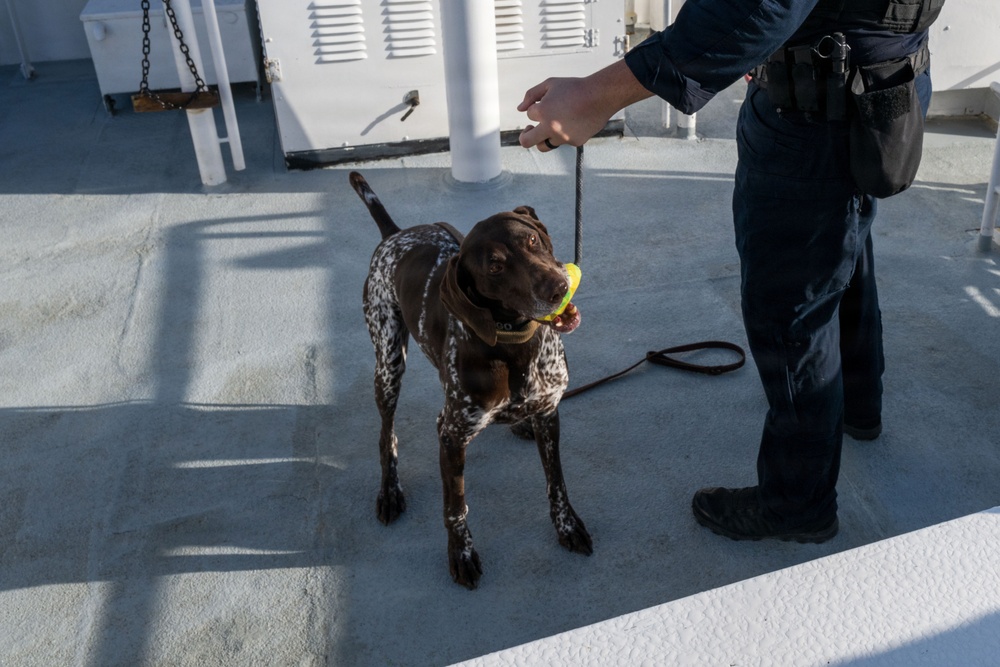 U.S. Coast Guard K-9 Units train on USS Potomac