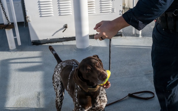 U.S. Coast Guard K-9 Units train on USS Potomac