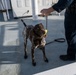 U.S. Coast Guard K-9 Units train on USS Potomac