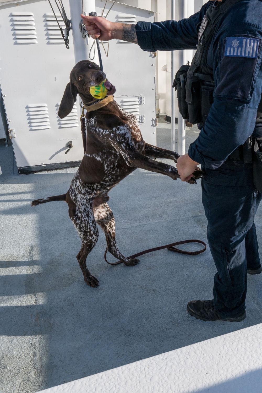 U.S. Coast Guard K-9 Units train on USS Potomac