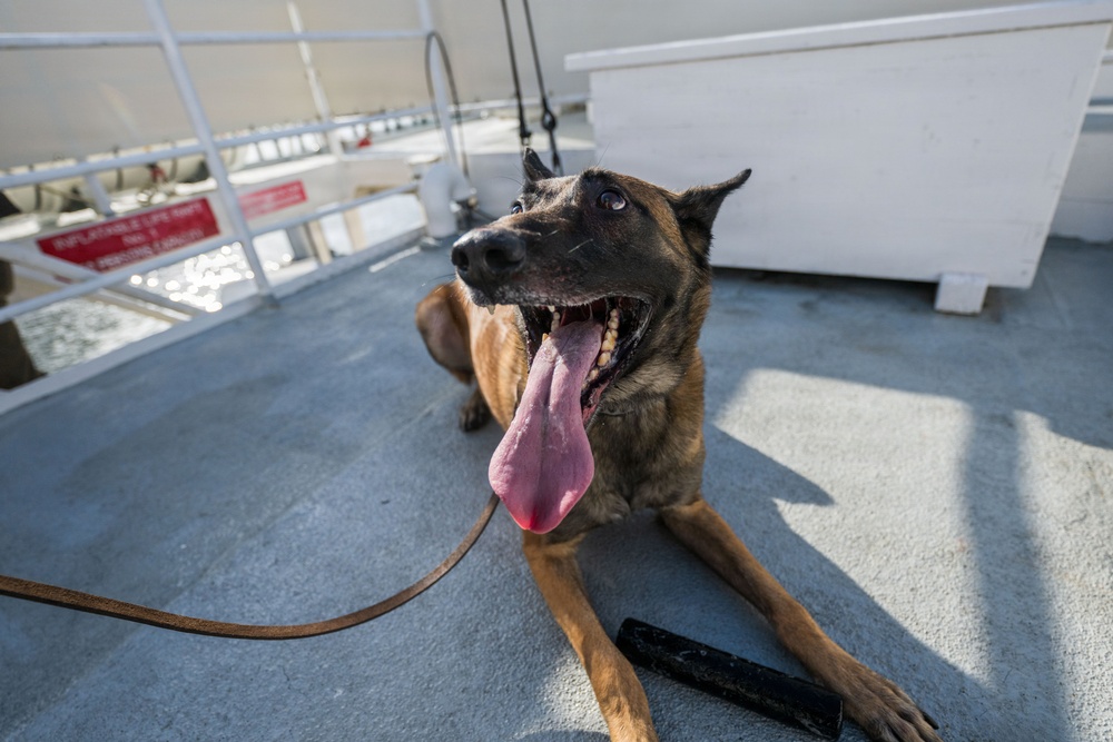 U.S. Coast Guard K-9 Units train on USS Potomac