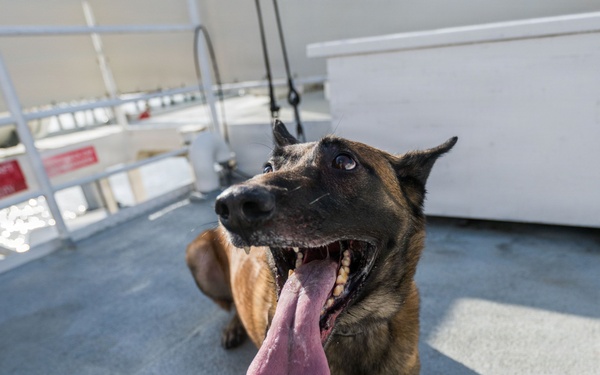 U.S. Coast Guard K-9 Units train on USS Potomac