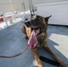 U.S. Coast Guard K-9 Units train on USS Potomac